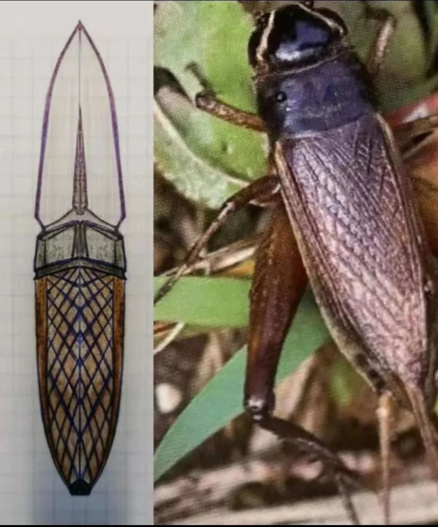 Bestech Knives 与8岁小设计师Gogo合作，共同推出全新刀具QUQU