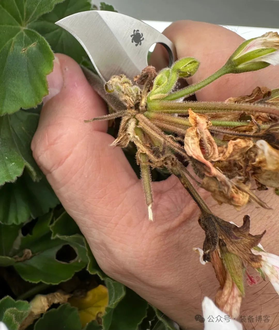 Spyderco C29：可爱圆润的掌中宝 - 装备博客